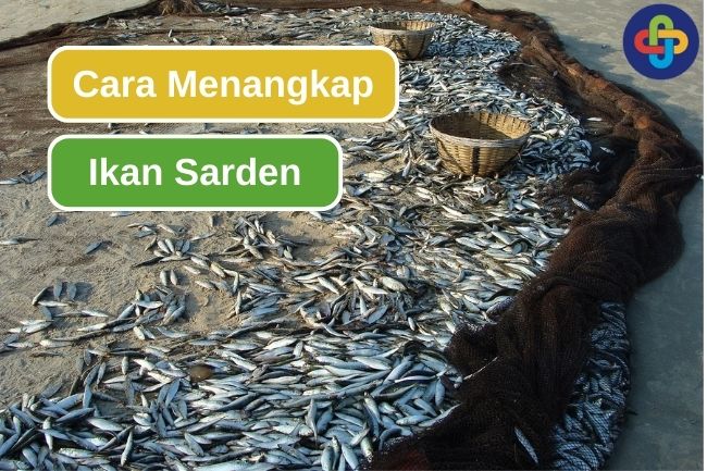 Inilah 5 Cara Nelayan Untuk Menangkap Ikan Sarden